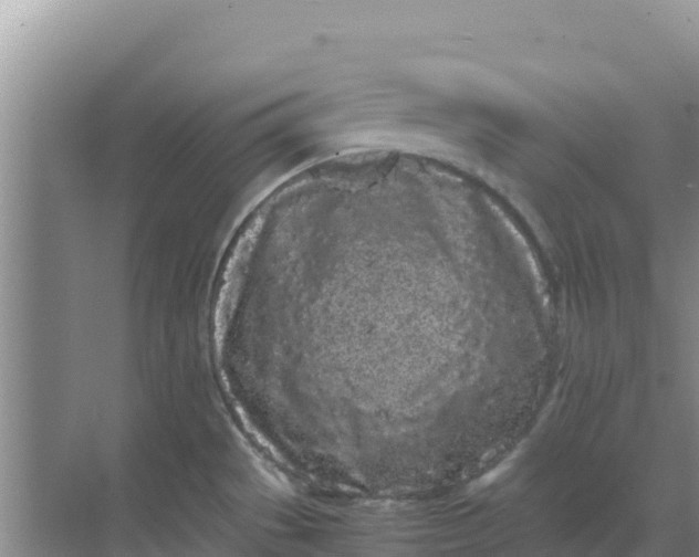 X0000069391529200605262103