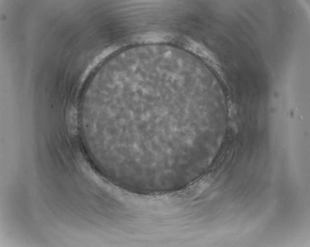 X0000069390012200606021643