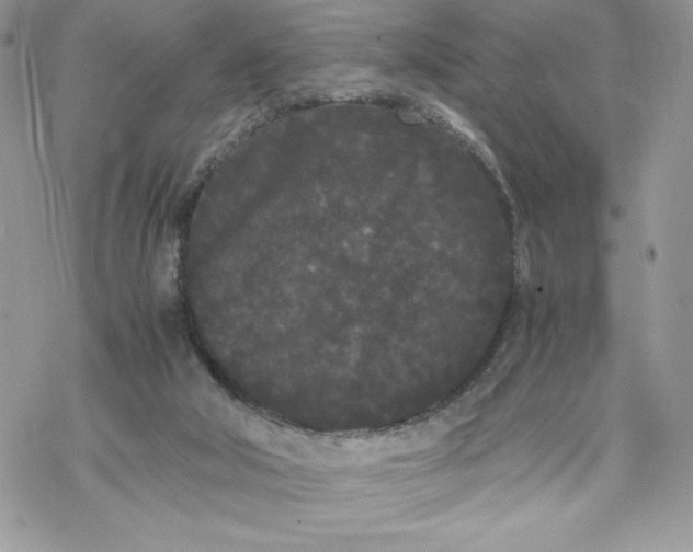 X0000069390018200606021643