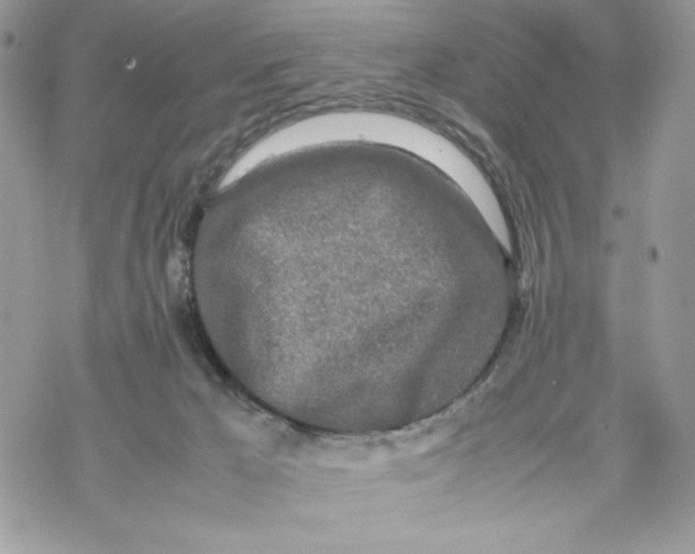 X0000069390029200606021643