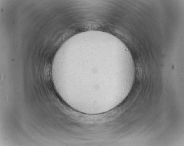 X0000069390034200606021643