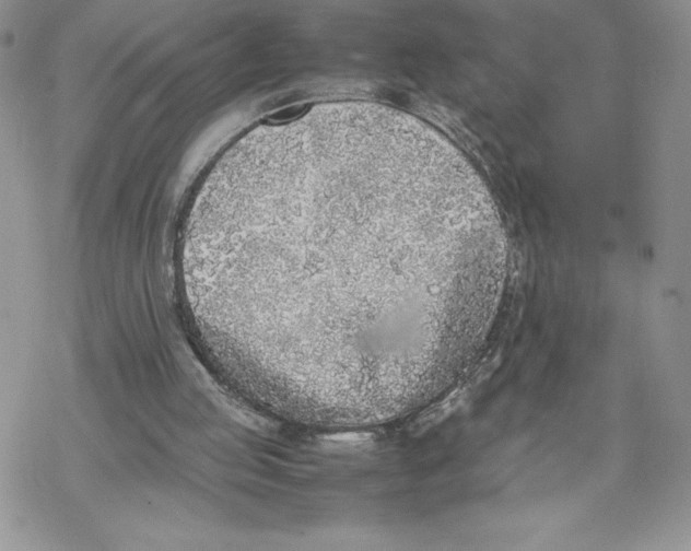 X0000069390053200606021642