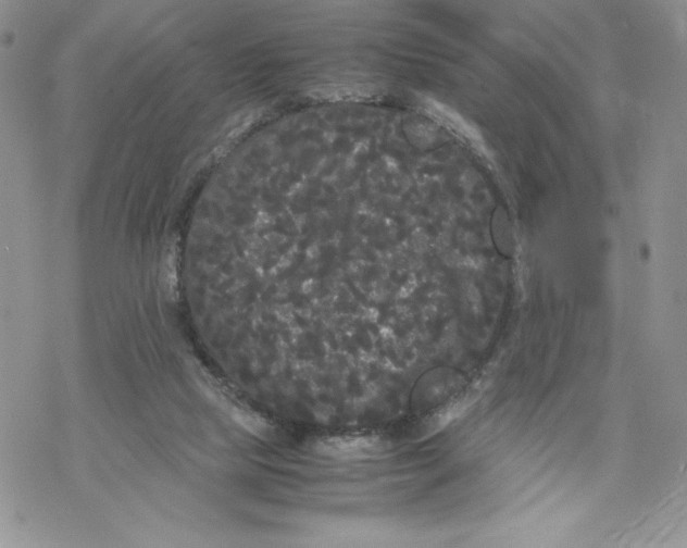 X0000069390065200606021642