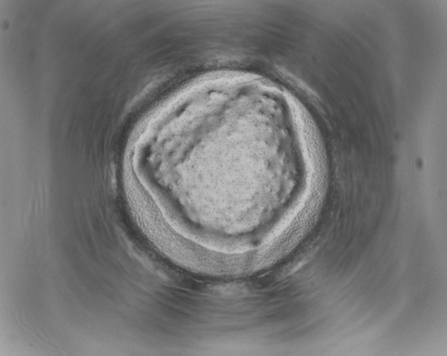 X0000069390067200606021642