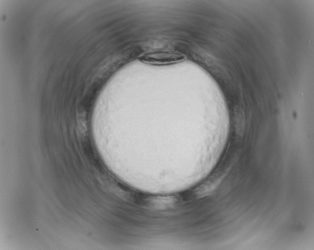 X0000069390085200606021642