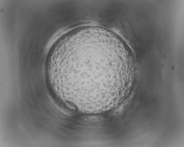 X0000069390151200606021640