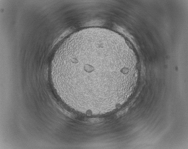 X0000069390153200606021640