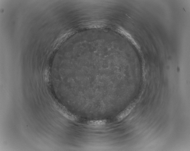 X0000069390161200606021640