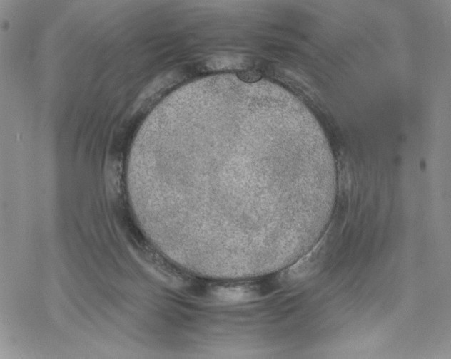 X0000069390171200606021640