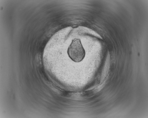 X0000069390182200606021641