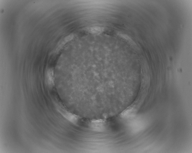 X0000069390240200606021639