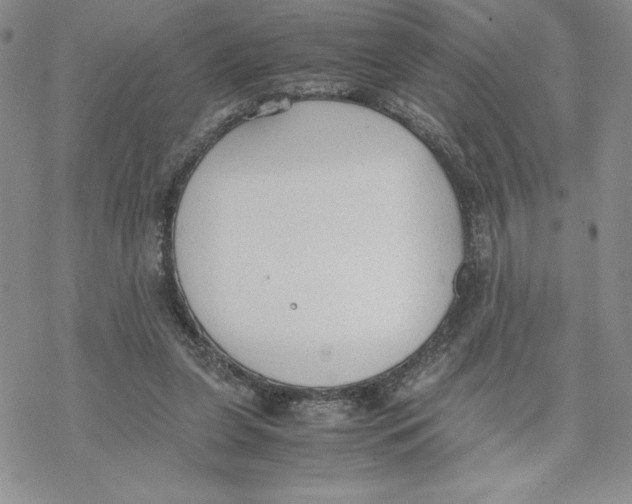 X0000069390255200606021639