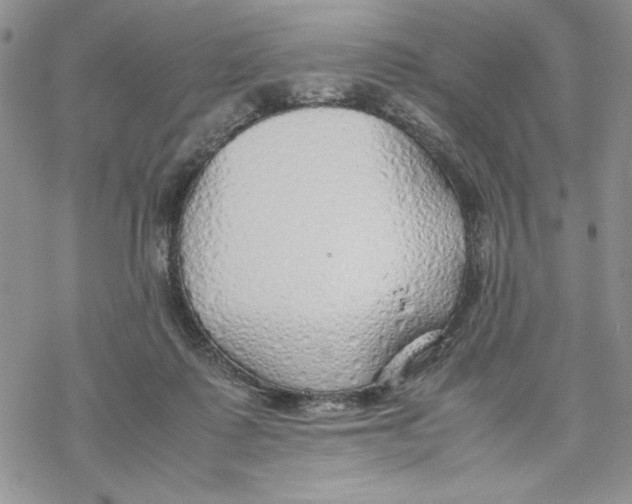 X0000069390315200606021638