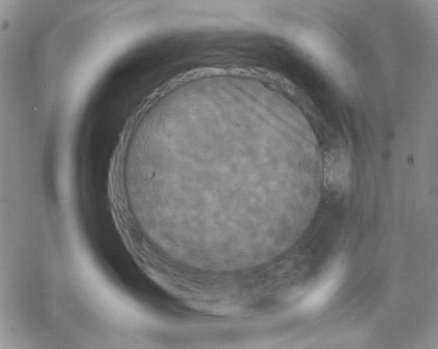 X0000069390431200606021636