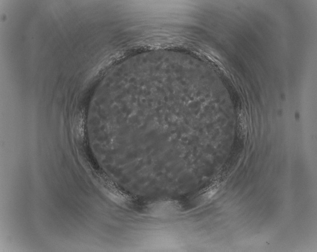 X0000069390499200606021635