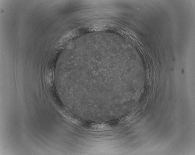 X0000069390503200606021635