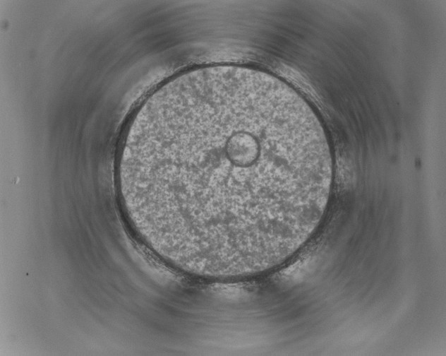 X0000069390534200606021634