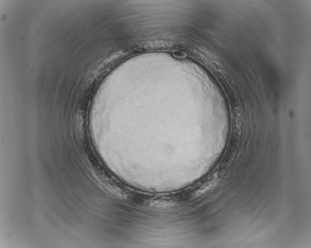 X0000069390550200606021634