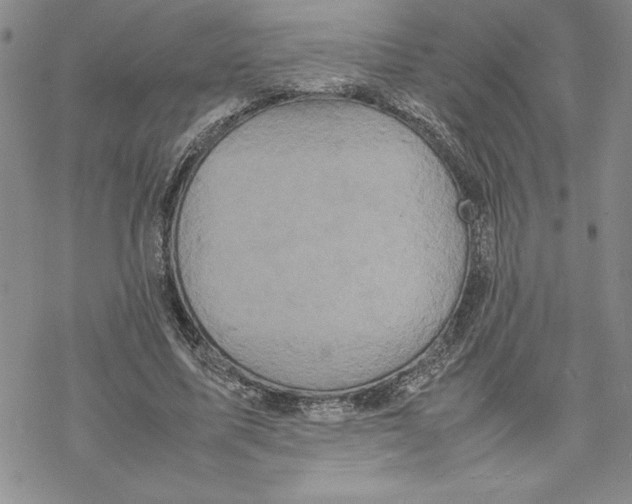 X0000069390587200606021634