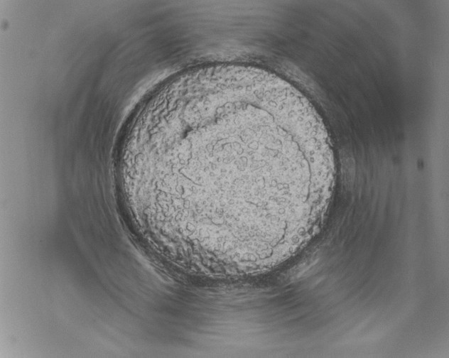 X0000069390626200606021632