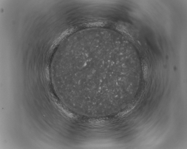 X0000069390729200606021631