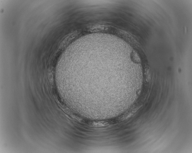 X0000069390753200606021631