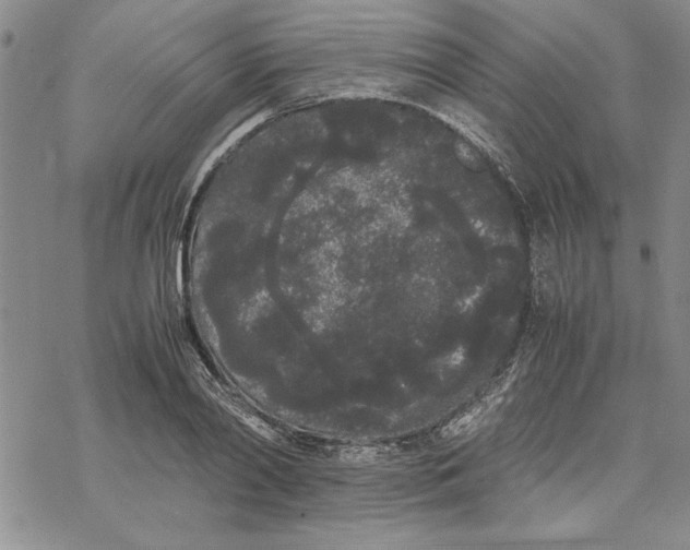 X0000069390790200606021630