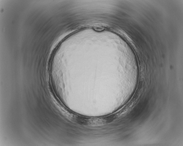 X0000069390795200606021630