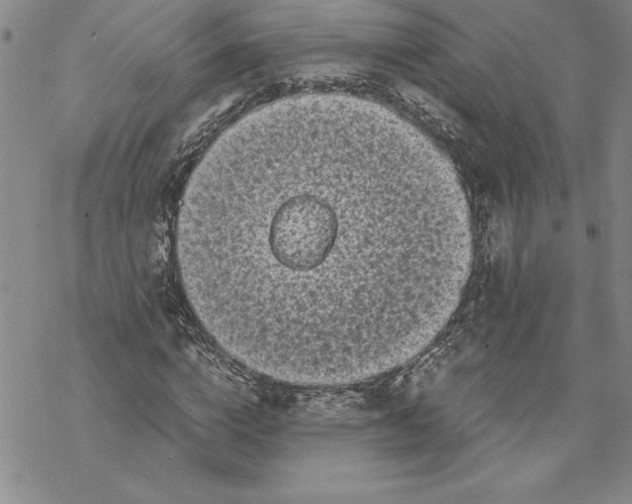 X0000069390824200606021629