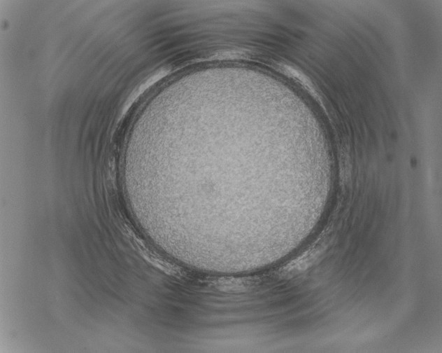 X0000069390827200606021629