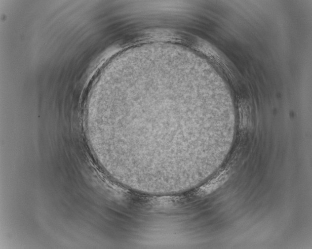 X0000069390828200606021629