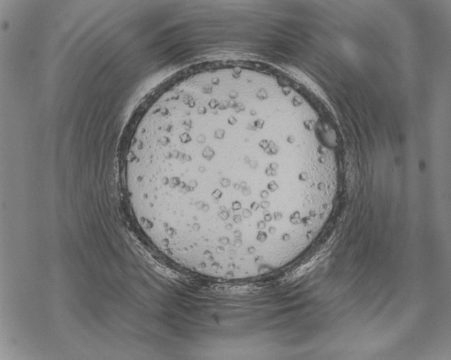 X0000069390831200606021629