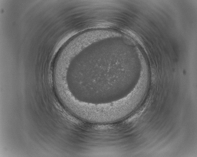 X0000069390835200606021630