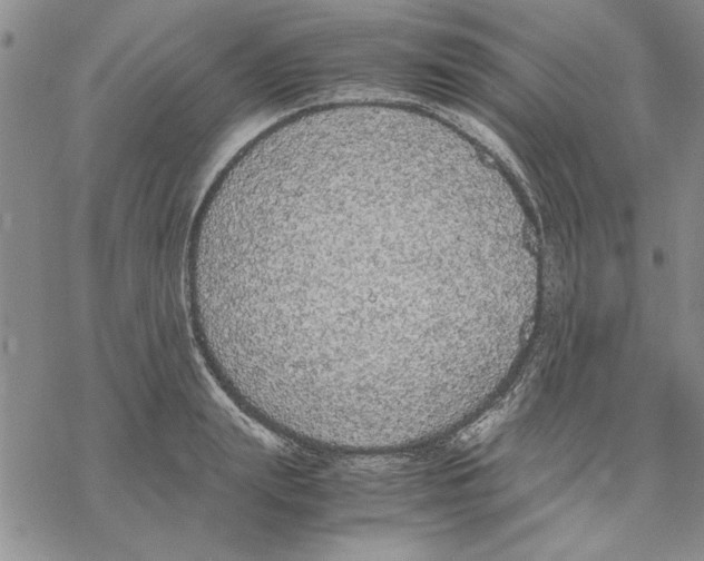 X0000069390847200606021630