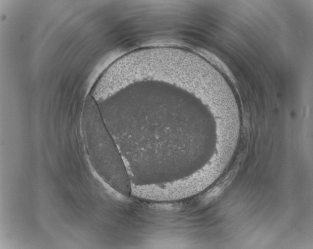 X0000069390855200606021630