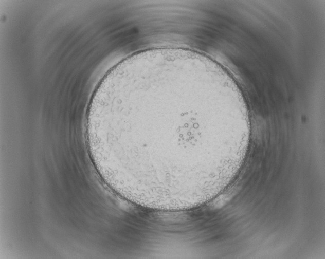 X0000069390856200606021630