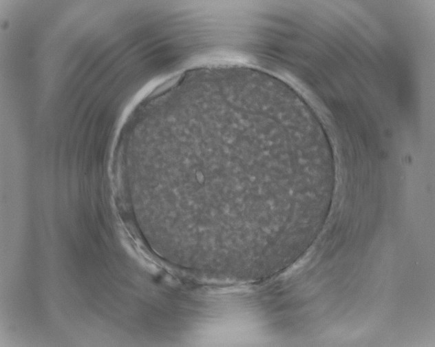 X0000069390864200606021630