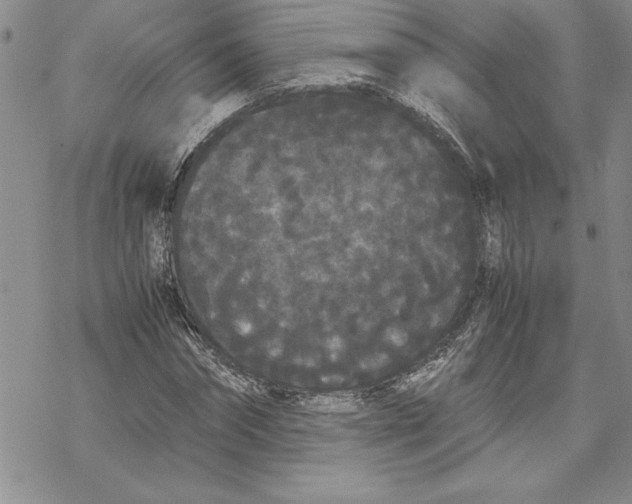 X0000069390874200606021629