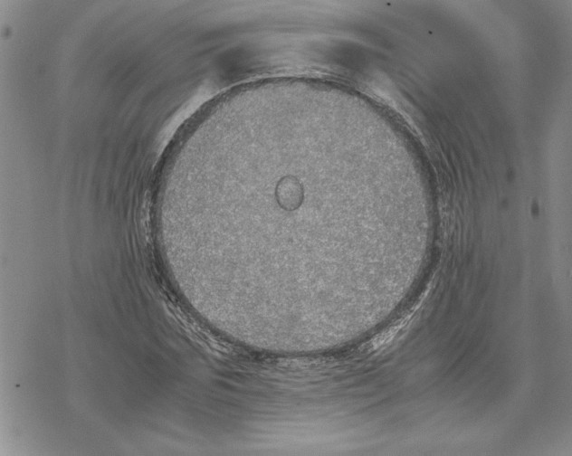 X0000069390875200606021629