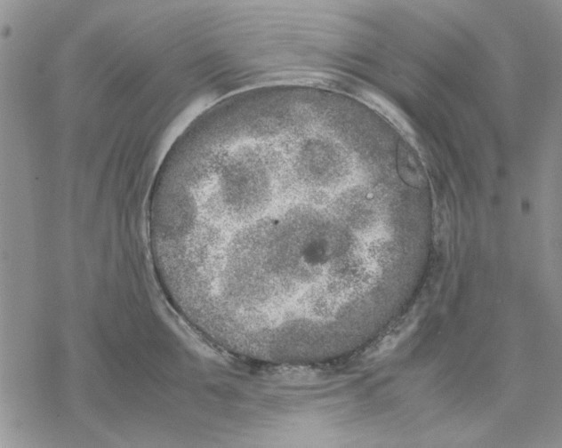 X0000069390907200606021629