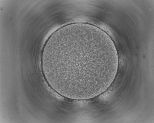 X0000069390950200606021628