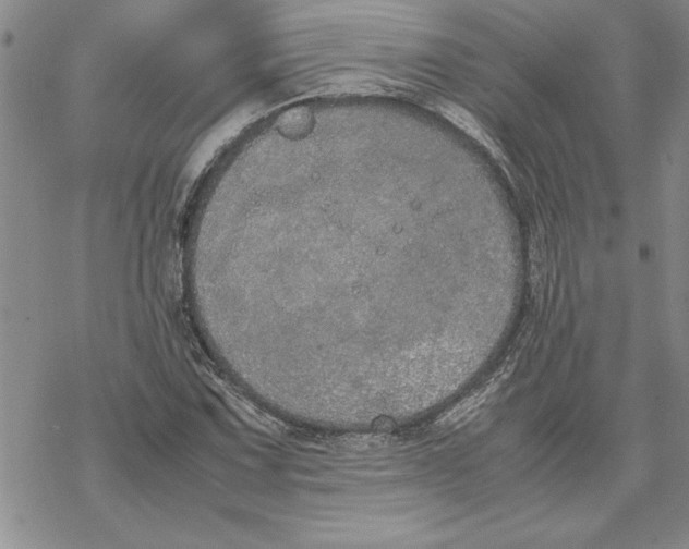 X0000069391067200606021626