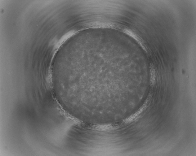 X0000069391074200606021626