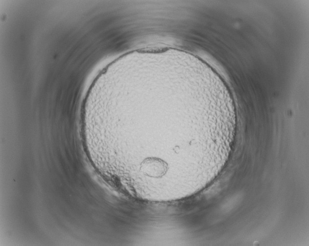 X0000069391104200606021625