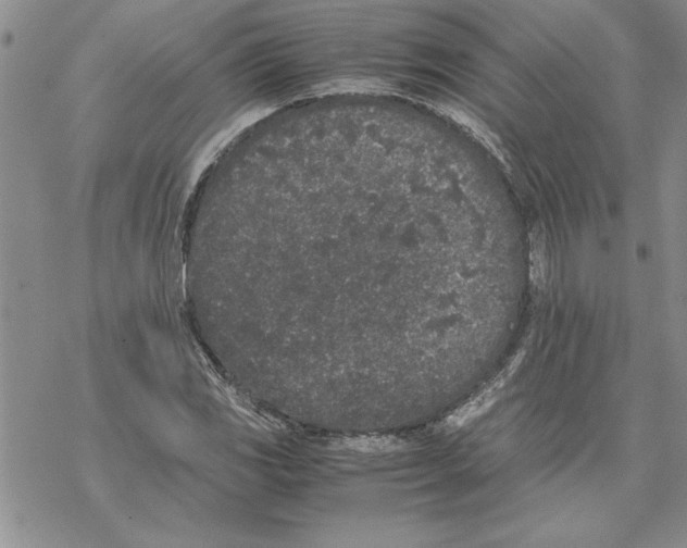 X0000069391117200606021625