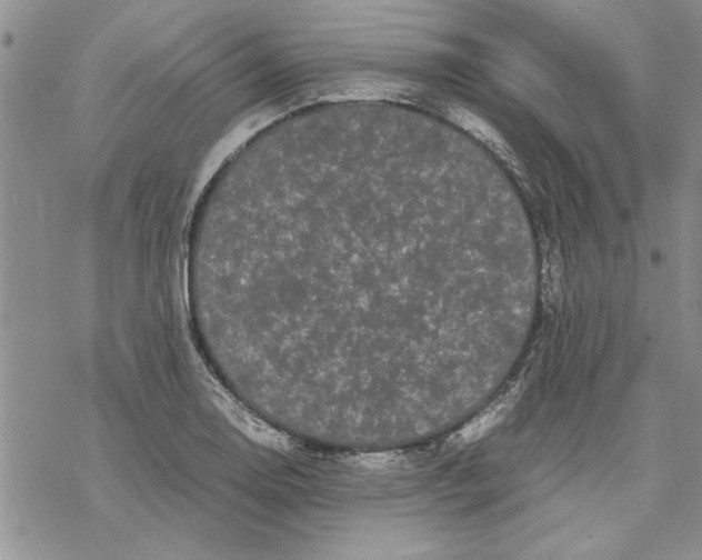 X0000069391130200606021625