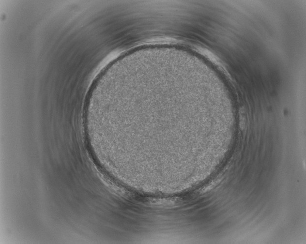 X0000069391229200606021623