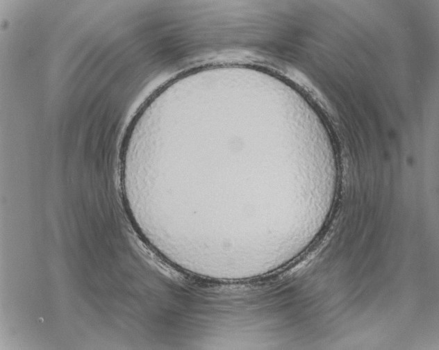 X0000069391232200606021624