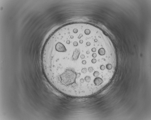 X0000069391240200606021624