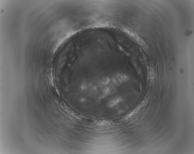 X0000069391262200606021623